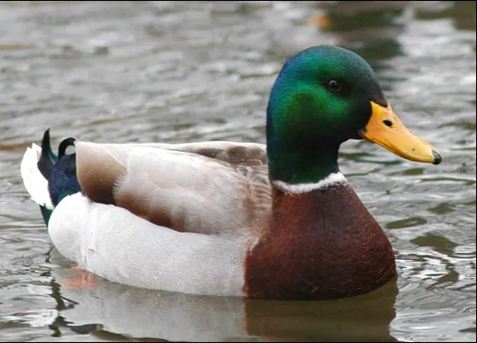 Carte meme Actual Advice Mallard