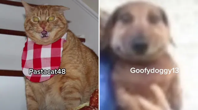 'Adjective + Animal + Number' TikTok Accounts meme card