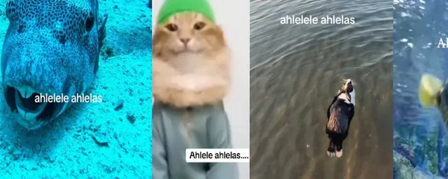 Ahlelele Ahlelas meme card