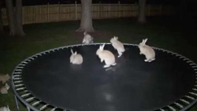 AI Bunnies Jumping on a Trampoline Video meme card