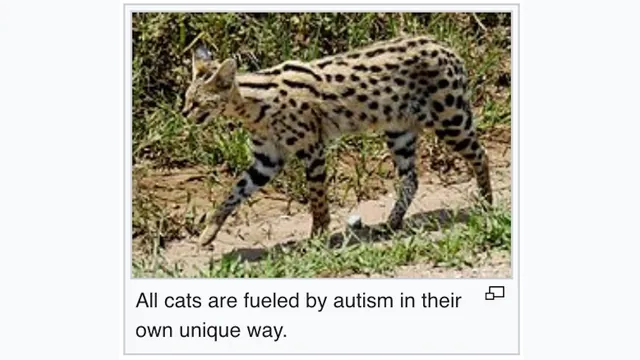All Cats Are Fueled by Autism in Their Own Unique Ways meme card
