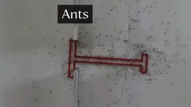 Ants vs. Humans: The Maze meme card