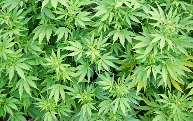 Anybody In This Thread Smoke Weed? meme card