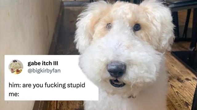 Are You Fucking Stupid? Me: meme card