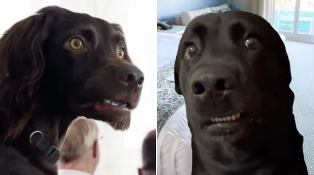 Awkwardly Staring Dogs meme card