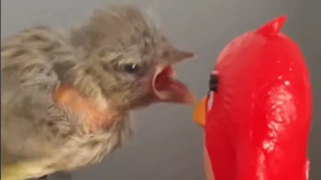 Carte meme Baby Bird Screaming at Red Angry Birds Toy