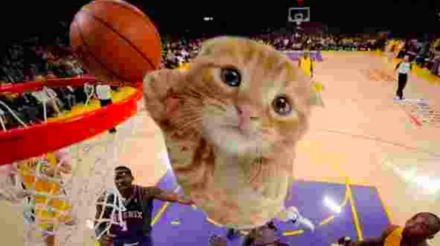 Ballincat43 meme card