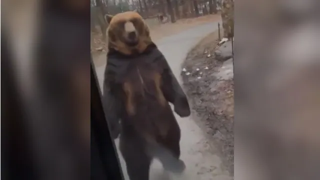 Carte meme Bear Walks by a Bus