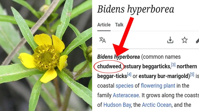 Bidens hyperborea / Chudweed meme card