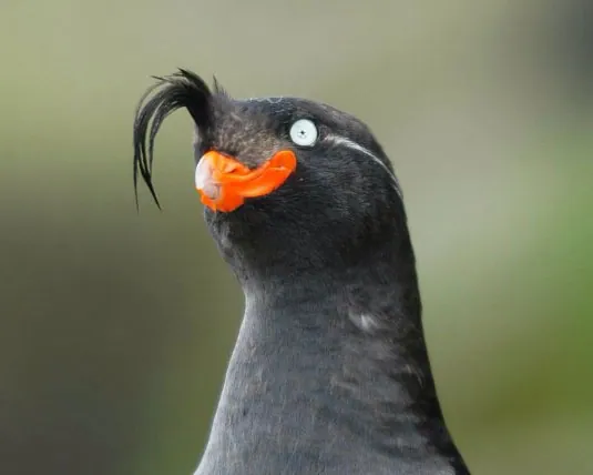 Birbs meme card