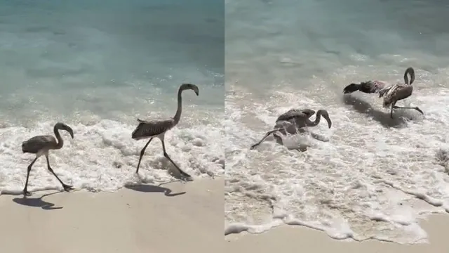 Carte meme Birds Knocked Over by a Wave