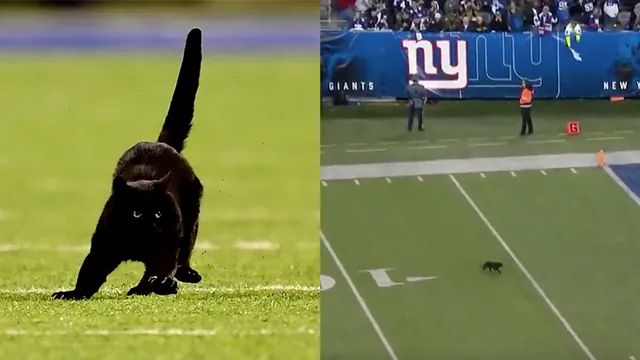 Black Cat on Football Field meme card