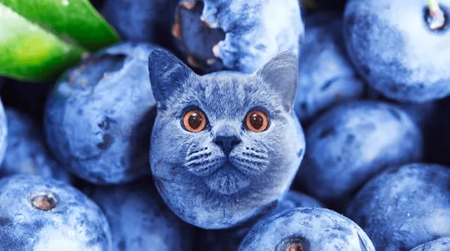 Blueberry Cat meme card