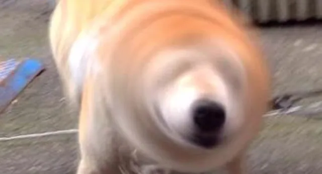 Blurry Dogs meme card