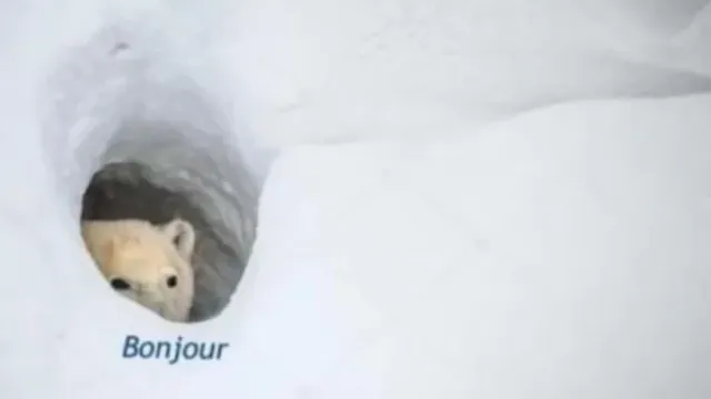 Bonjour Bear meme card