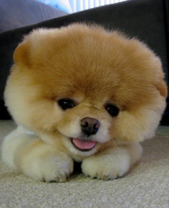 Carte meme Boo le « Chien le Plus Mignon du Monde »