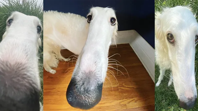 Borzoi / Long Nose Dog meme card