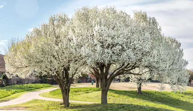 Bradford Pears / Semen Trees meme card