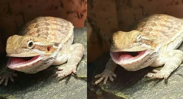 Carte meme Butter the Bearded Dragon