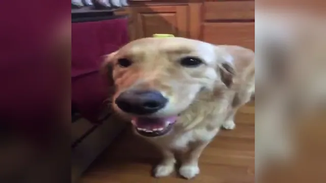 Butterdog meme card
