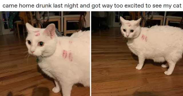Came Home Drunk and Got Way Too Excited to See My Cat meme card