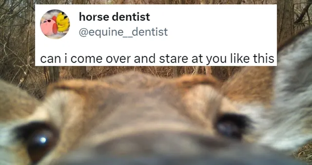 Carte meme Can I Come Over And Stare At You Like This