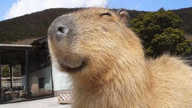 Capybaras meme card