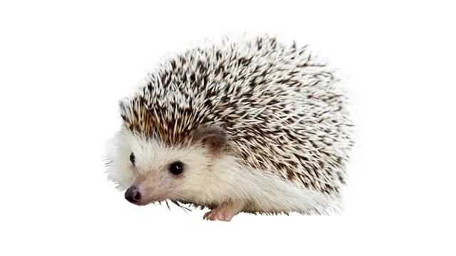 Carl the Hedgehog meme card