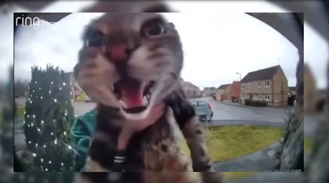 Cat At Doorbell meme card