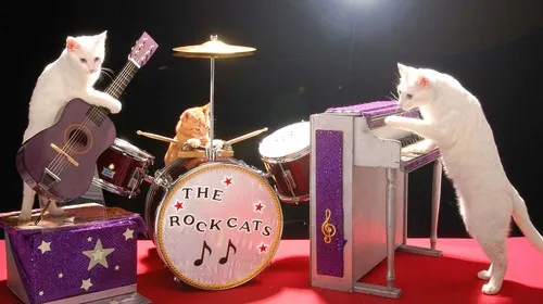 Cat Band meme card