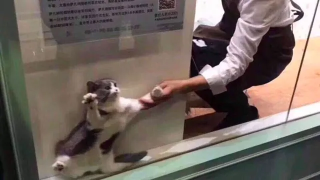 Cat Being Dragged From Window meme card