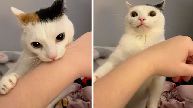 Cat Biting Owner And Feeling Regret meme card
