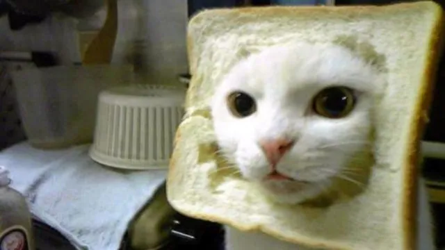 Cat Breading meme card