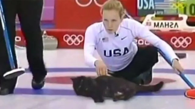 Cat Curling meme card