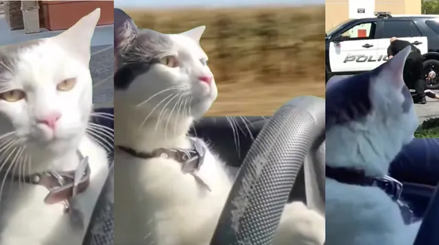 Cat Driving a Car meme card