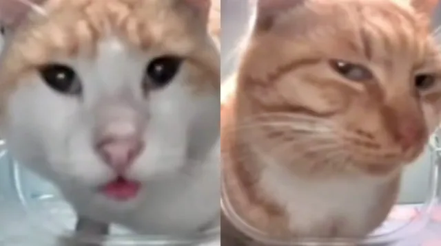 Cat Feeder Camera Cats meme card