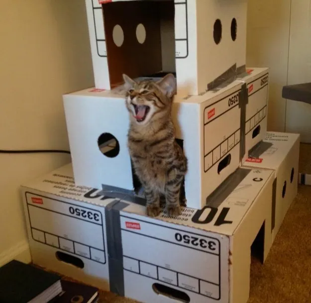 Cat Fort meme card