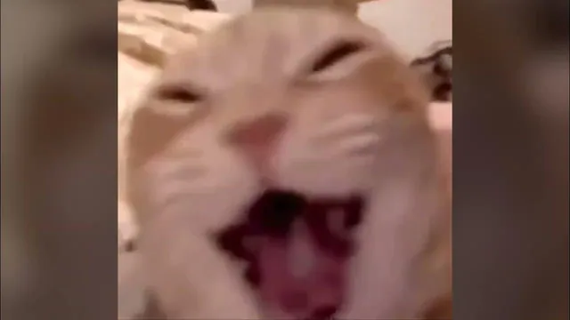 Carte meme Cat Laughing