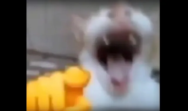 Cat Pointing and Laughing meme card