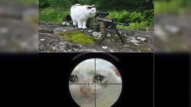 Carte meme Cat Sniping Crying Cat