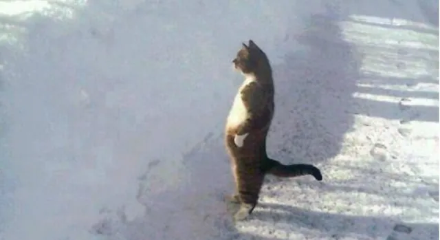 Cat Standing In The Snow meme card