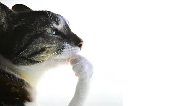 Cat Thinking meme card