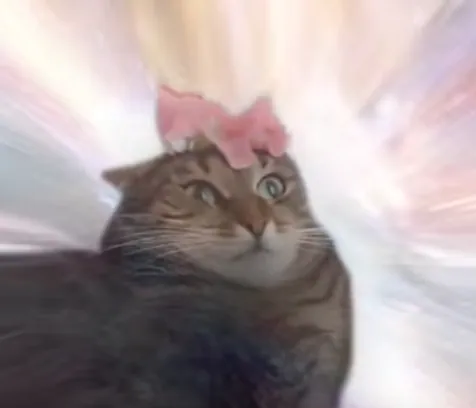Cat Transcendence meme card