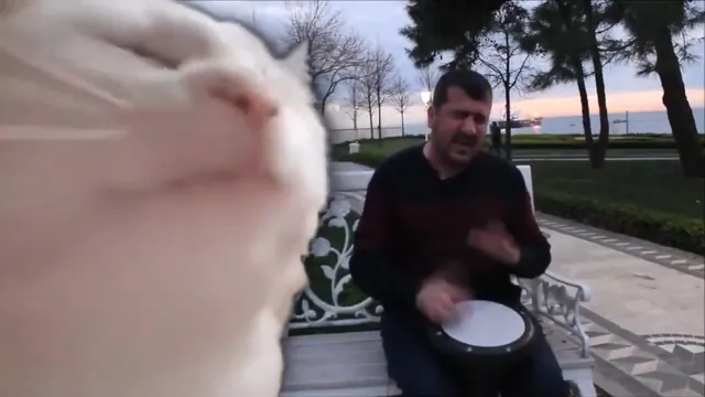 Cat Vibing to Street Musician's Ievan Polkka meme card