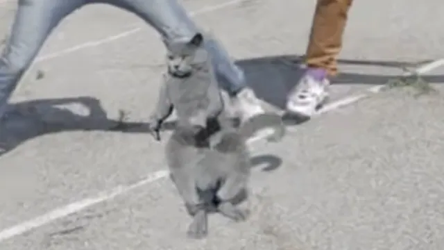 Carte meme Cat Whips It / Nae Nae Cat