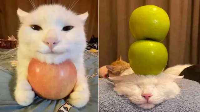 Cat With Apples / His Greed Sickens Me meme card