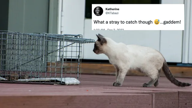 Catching Strays (Slang) meme card
