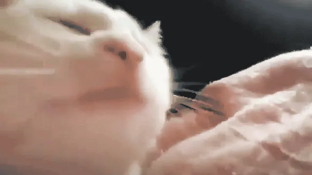 CatJAM / Vibing Cat meme card