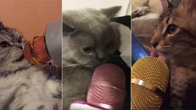 Cats Meowing Into Microphones meme card