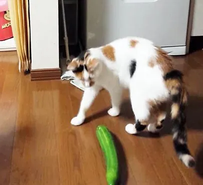 Carte meme Cats vs. Cucumbers